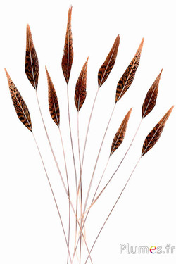 Goldfasan Pfeil - 20-25 cm - natur